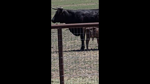 CATTLE IN MINDEN