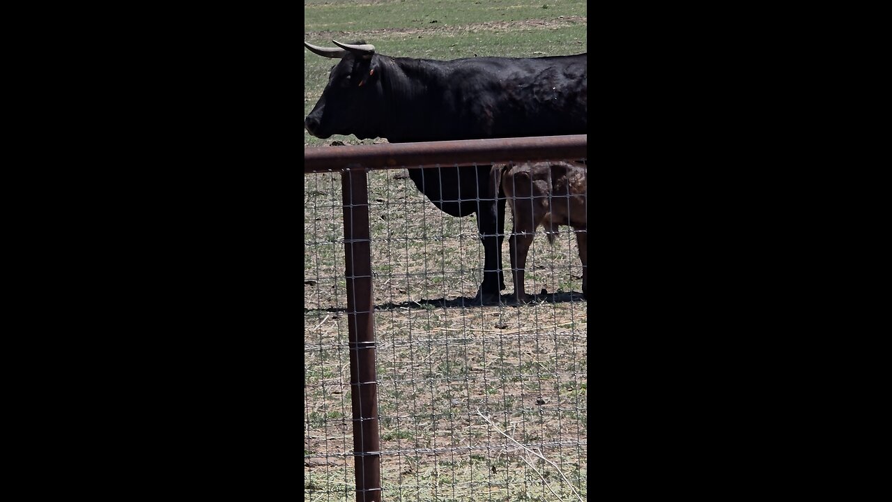 CATTLE IN MINDEN