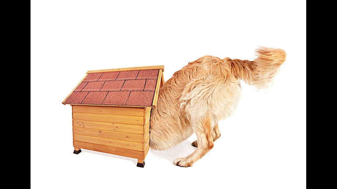 OutLawDogs TEST-ing 1