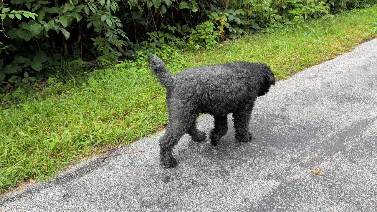 Ihana Morning Stroll