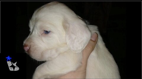 THE MOMENT #cute #puppies ARE BORN! #shorts #short