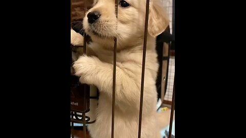 Cute Puppy 🐶❤️