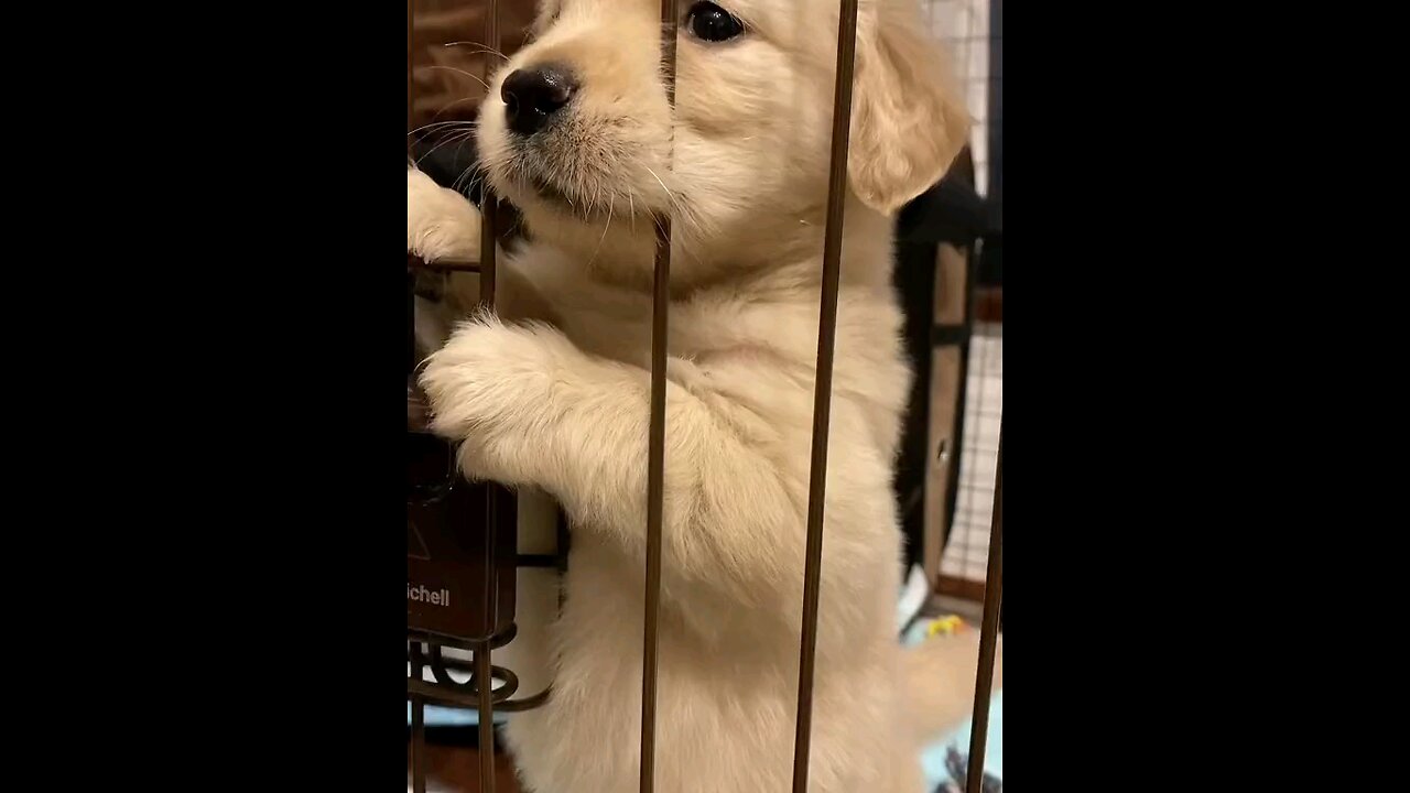 Cute Puppy 🐶❤️