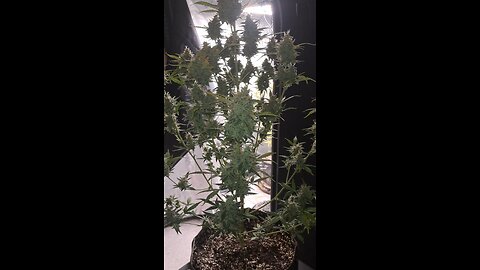 grape ape autos
