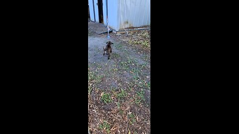 puppy's first day home #viral #puppy #staffy