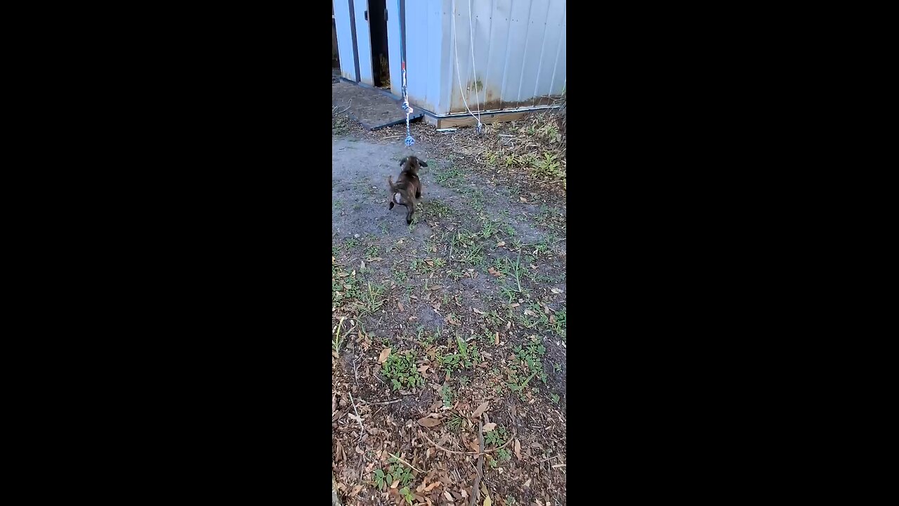 puppy's first day home #viral #puppy #staffy
