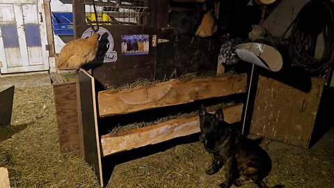 NESTING BOXES From SCRATCH! _ End Of The ICU! // Whitt Acres