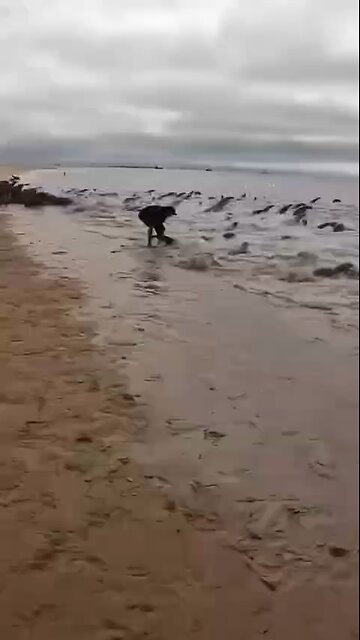 Love All Life Always #334 - Please Watch And When You Go To A Beach Or Park, TAKE YOUR TRASH AWAY!