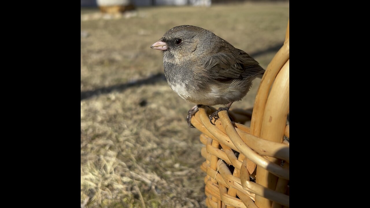 Little bird flew into the window & needed 4 hours of R&R before flying away!