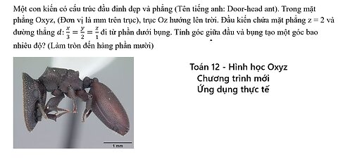 Một con kiến có cấu trúc đầu đinh dẹp và phẳng (Tên tiếng anh: Door-head ant)