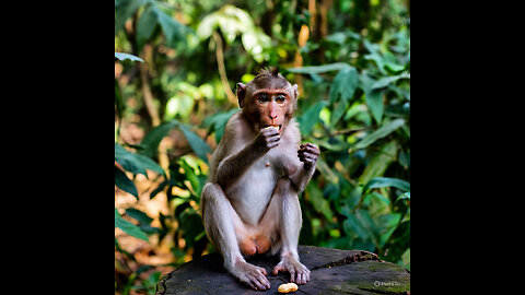 Lovely Monkey Compilations - Pets and Animals videos clip collections..mp4