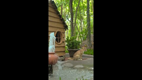 Primitive Dog House with Flowing Water Pot 💦🏡