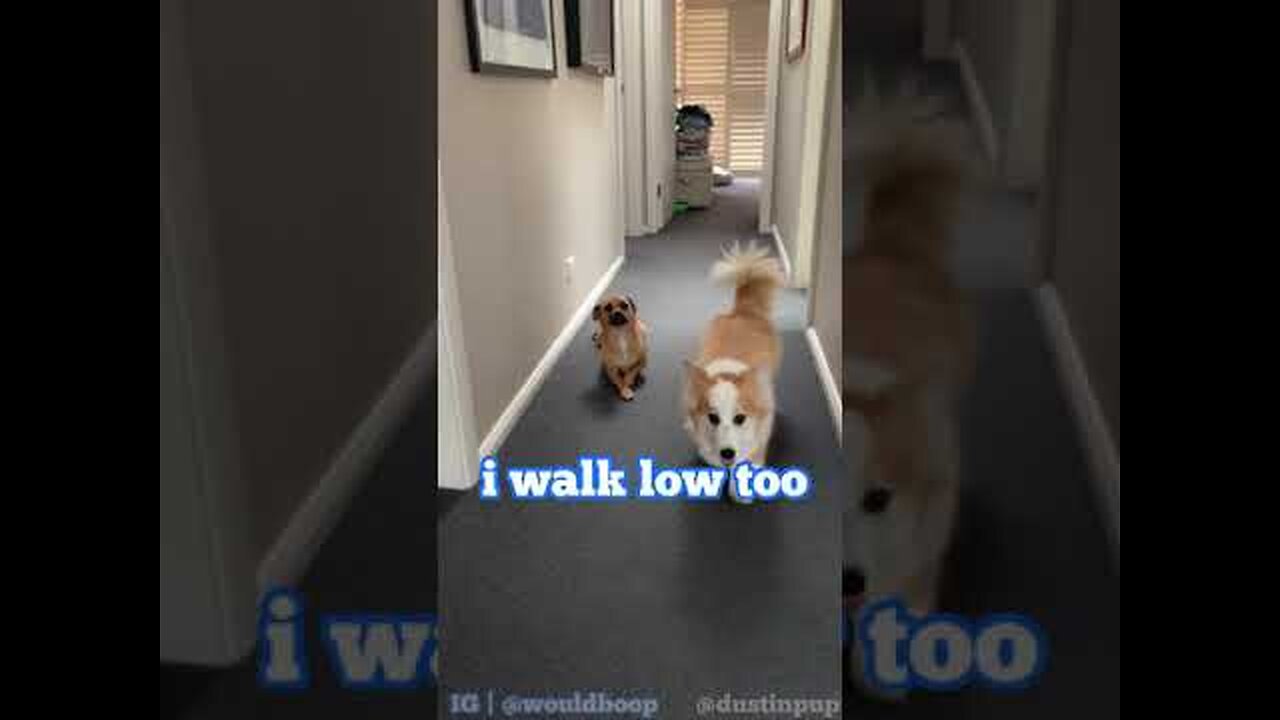 Jack Russel Pug Mimics his Corgi Brother Who Does not Appreciate it!