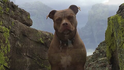 The original forest on flat earth part 19, Mockers, Scoffers, Haters & Trolls - "WAR"