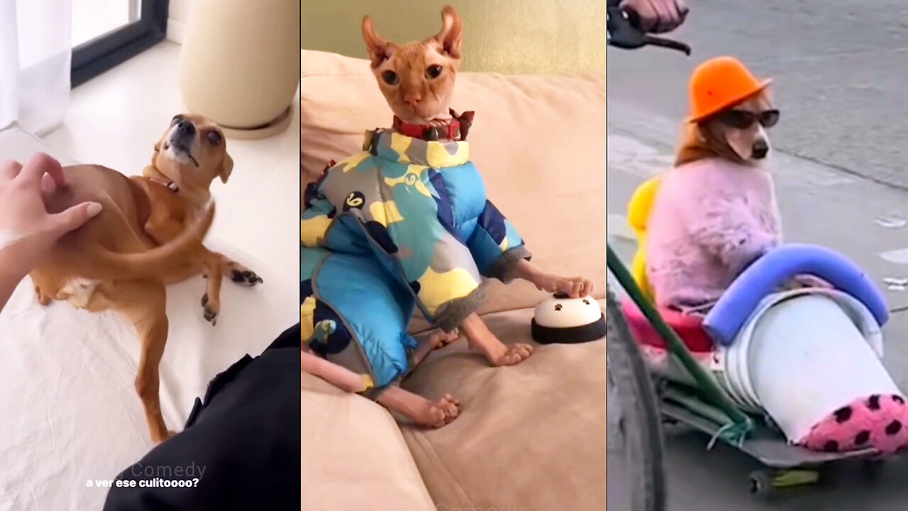 Why Owning a Dog Is Not Easy?