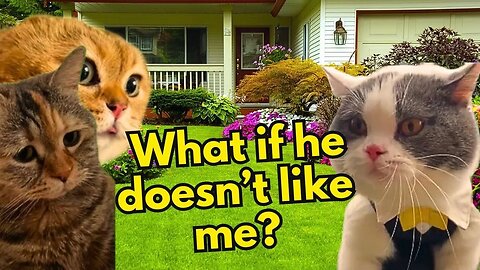 When a Cat Has to Meet His Father in Law (Ep.48)