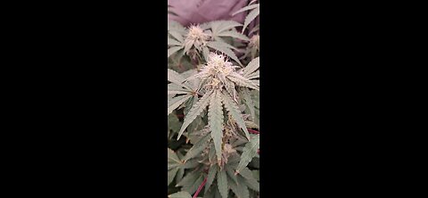 Creating a Super Soil Recipe for Cannabis using A.I.