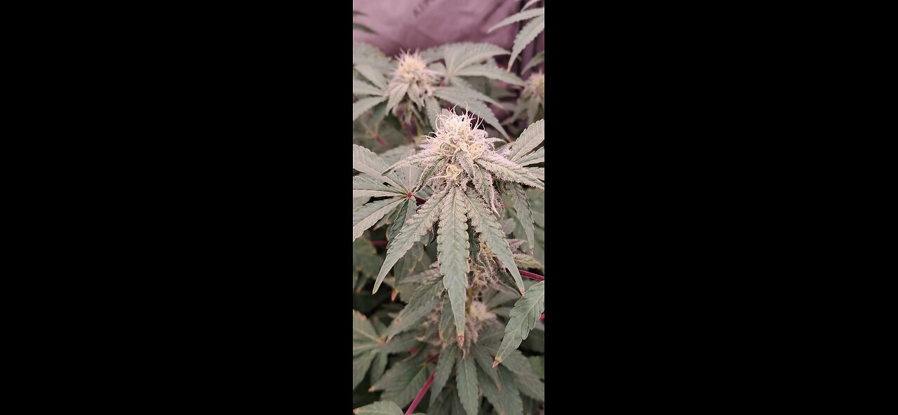 Creating a Super Soil Recipe for Cannabis using A.I.