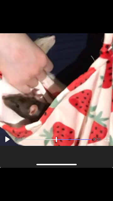 Sleepy Fancy Rat Cuddles During Free Roam