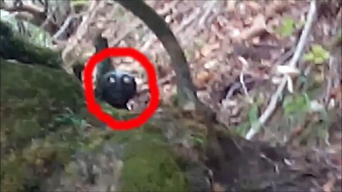 Strange creature accidentally captured on camera in the forest - Humanoid or alien