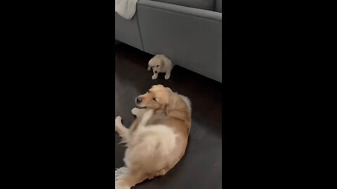 Rottweiler Puppy vs Pitbull puppy ( German Shepherd, Husky, Doberman, labrador retriever, Pointer).