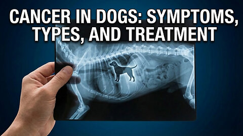 Cancer in Dogs: Symptoms, Types, and Treatment