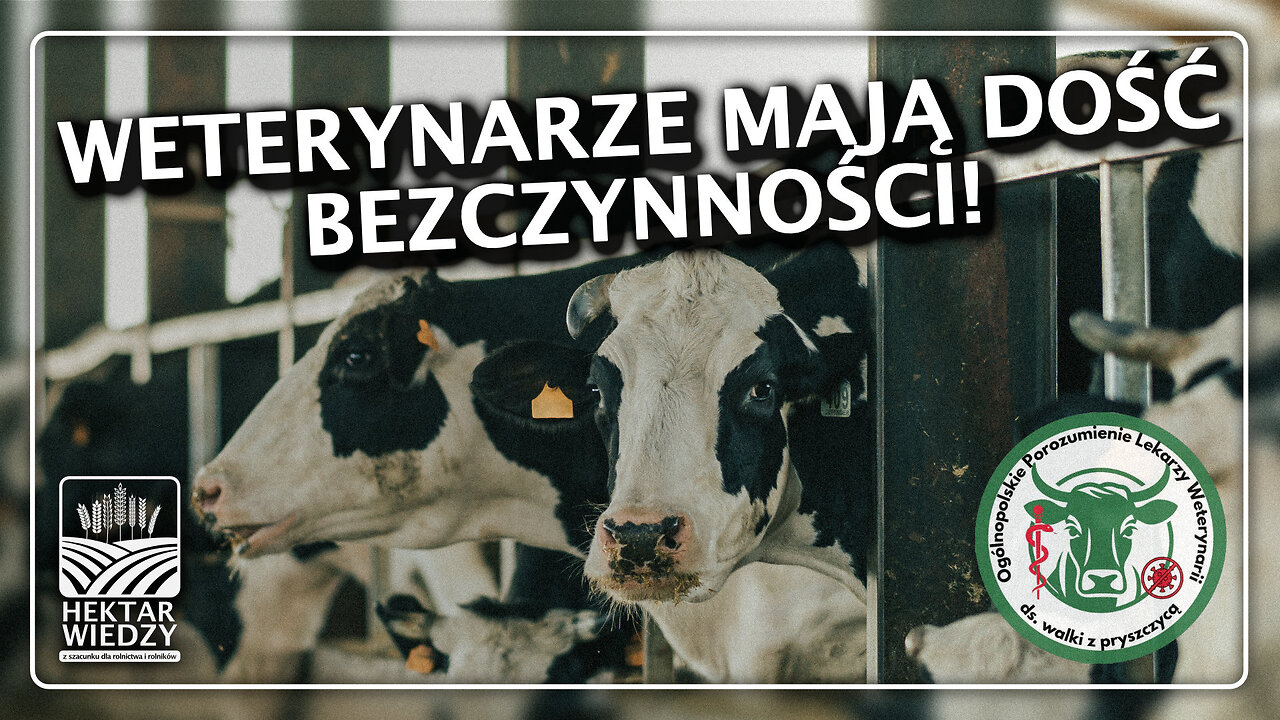 WETERYNARZE MAJĄ DOŚĆ BEZCZYNNOŚCI | INFORMACJE PO POLSKU