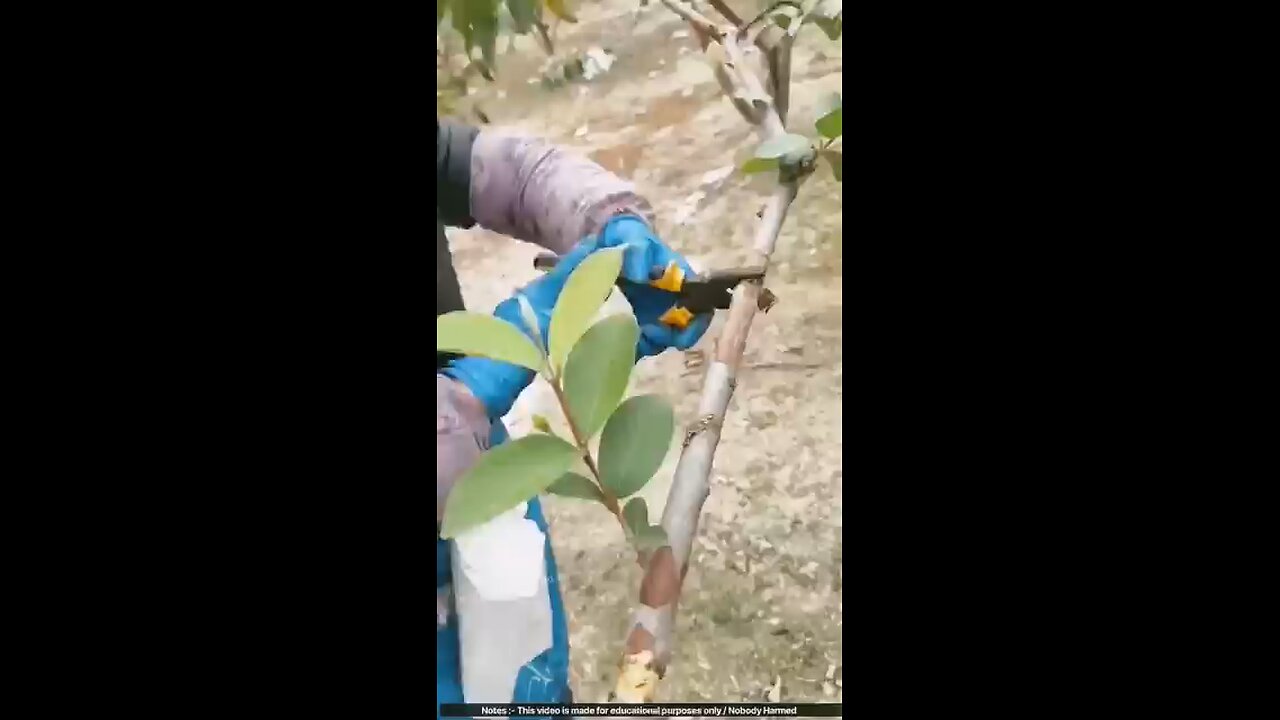 gagets