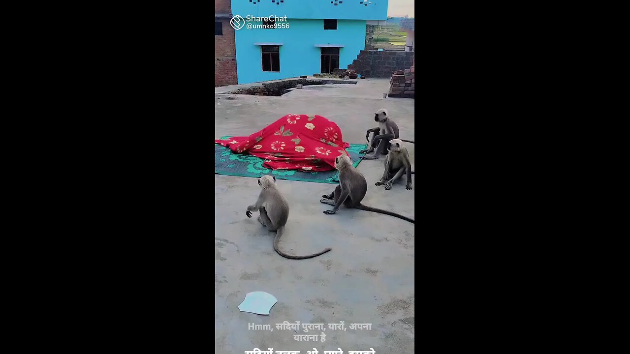Funny Monkey and Man play