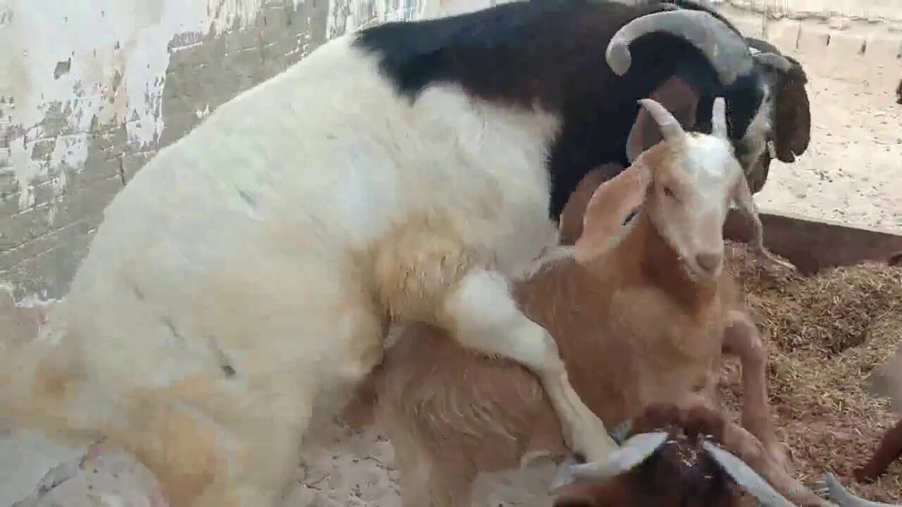Animal Videos Showcase