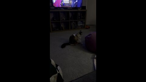 Luna loves to play