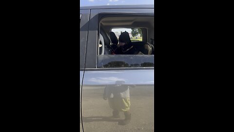 Heatwave, dogs went back to the car on their own