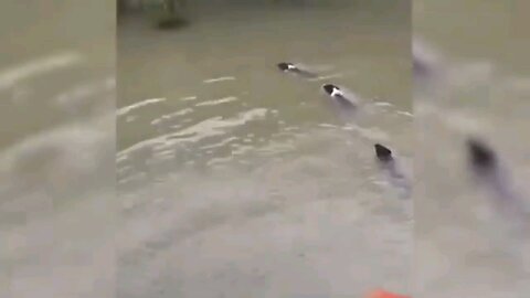 funny animals video