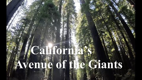 Avenue of the Giants California