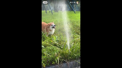 Dog funny