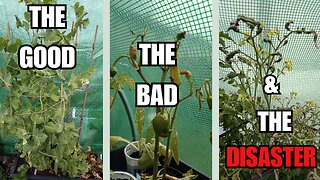 My Summer Garden: Blooms, Veggies & Polytunnel Disaster!