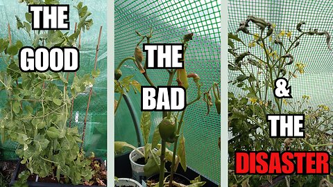 My Summer Garden: Blooms, Veggies & Polytunnel Disaster!
