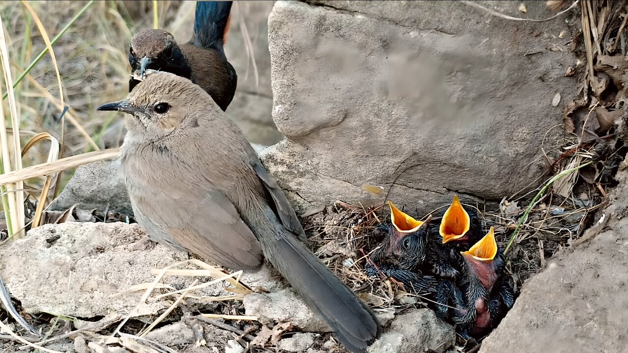 Robin Bird Feeding Moment | Nestlings Nature