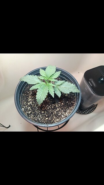 Fruity pebbles week 2 day 3