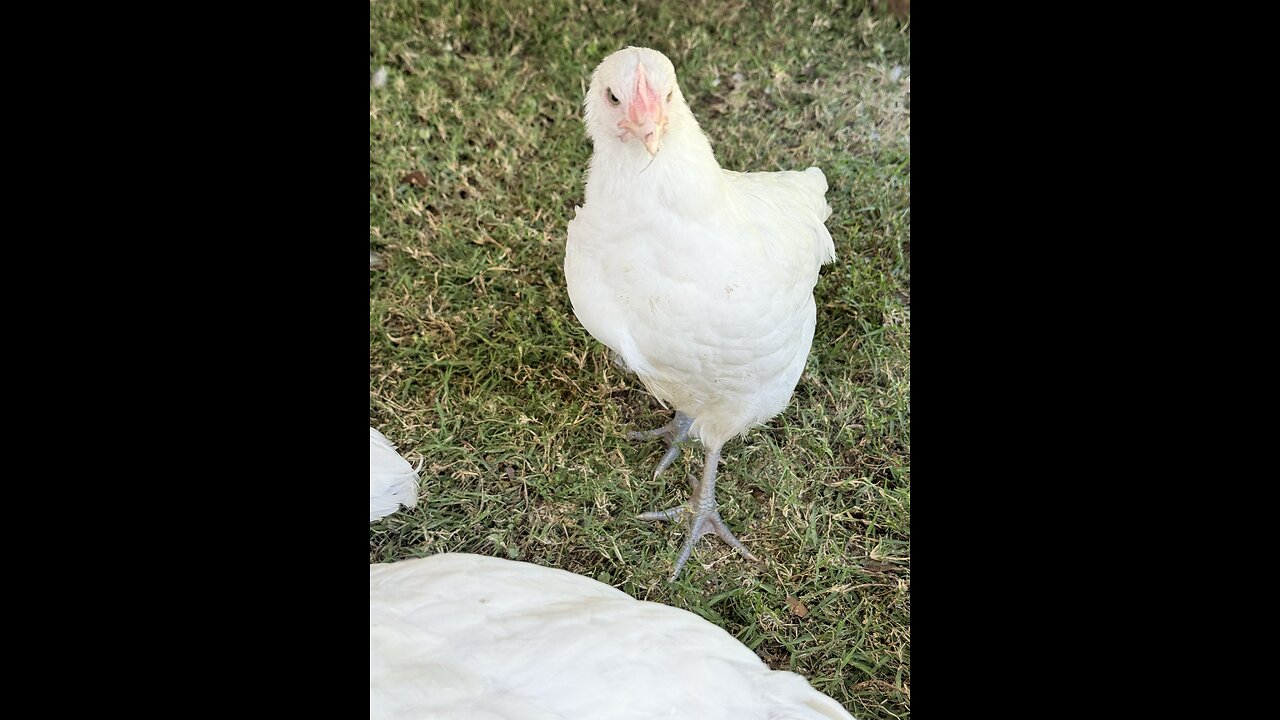 Our 7-Week-Old White American Breast Chickens Are Thriving!