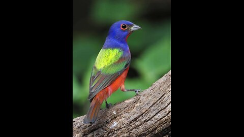 Video thumbnail: Israel is liken unto a speckled Bird Israel is liken unto a speckled Bird