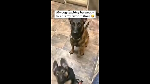 Funny Dog and Puppy