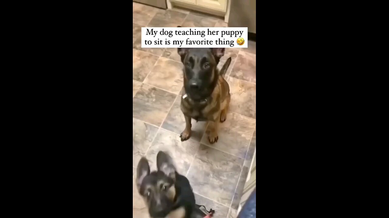 Funny Dog and Puppy