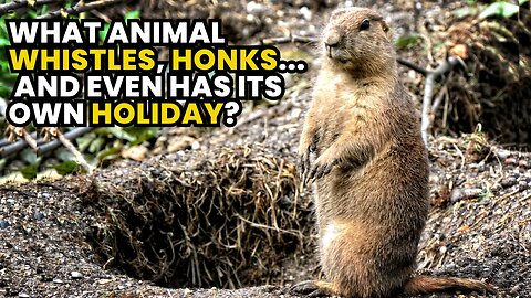 What Animal Whistles Honks and Even Has Its Own Holiday? Meet the Marmot!