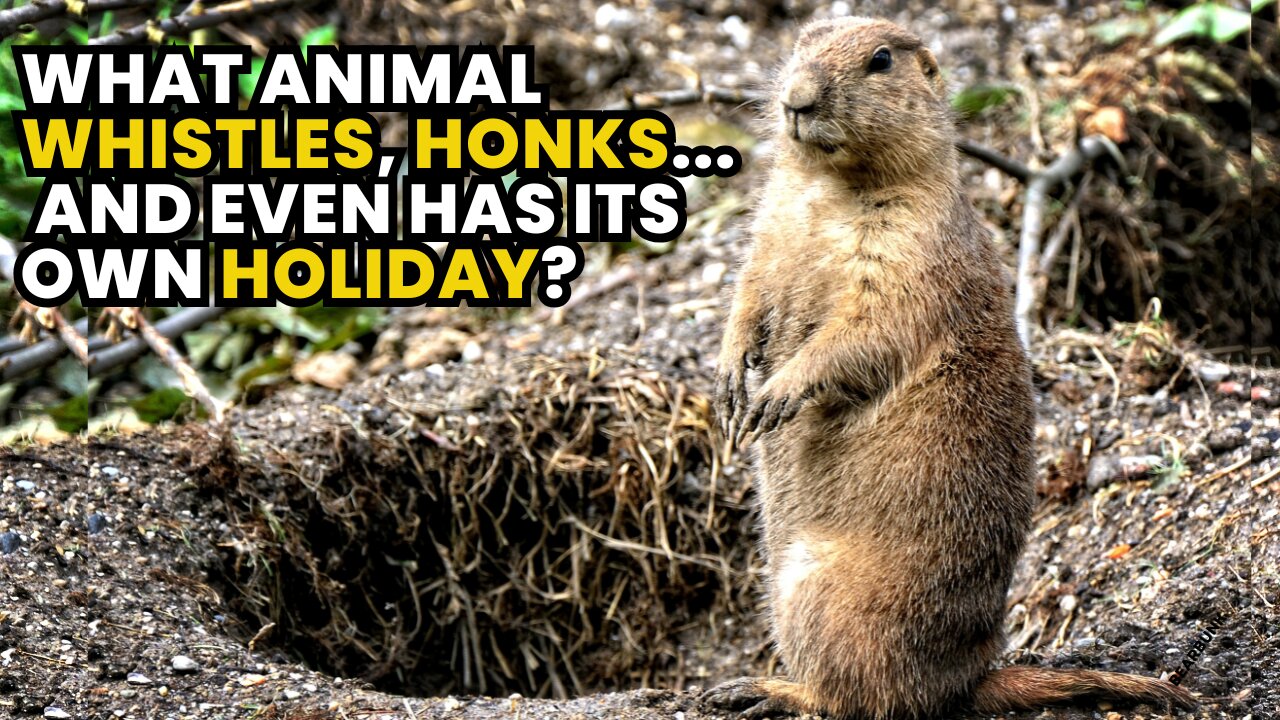 What Animal Whistles Honks and Even Has Its Own Holiday? Meet the Marmot!
