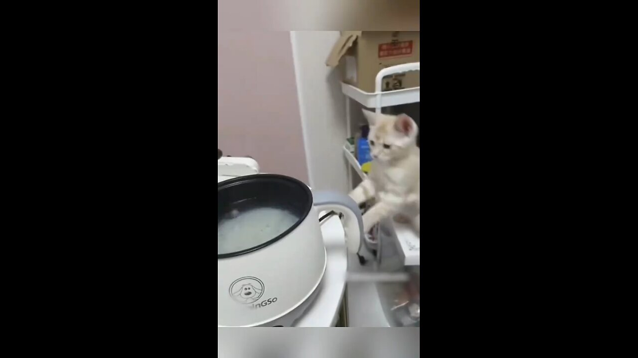 Whisker Biscuit