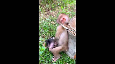 Monkeys 🙈