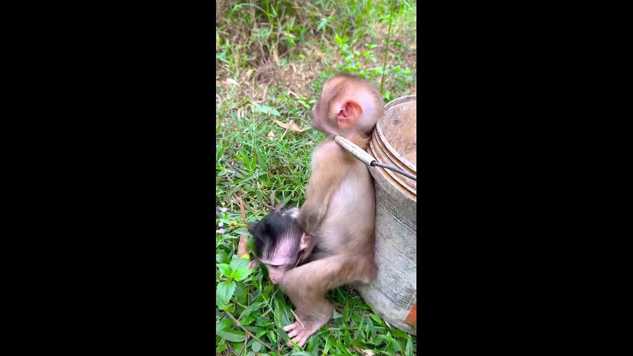 Monkeys 🙈