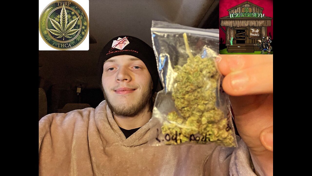 Reviewing TerpSuppyCo Lodi podi THCA Flower!
