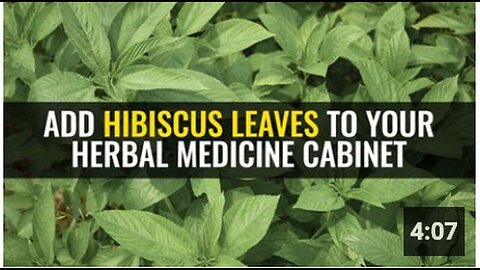 "Incorporate Hibiscus Leaves into Your Herbal Medicine Collection"
